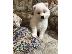 PoulaTo: προς πώληση κουτάβια samoyed