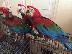 PoulaTo: Scarlet παπαγάλος macaw