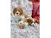 PoulaTo: Κουτάβια Cavalier king Charles