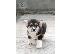 PoulaTo: Pembroke Welsh Corgi ΚΟΡΥΦΑΙΑ κουτάβια