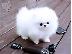 PoulaTo: Γλυκά μικρά Pomeranian Puppies