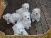 PoulaTo: Coton de Tulear - Κοτόν ντε Τουλεάρ