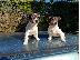 PoulaTo: Jack russell