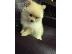PoulaTo: Γλυκά μικρά κουτάβια Pomeranian