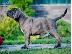 PoulaTo: Cane Corso κουταβια ΣΥΣΤΑΣΗ