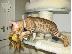 PoulaTo: TICA Bengal Kitten