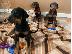 PoulaTo: Κουτάβια Doberman Pinscher