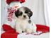 PoulaTo: Shih Tzu κουτάβια προς πώληση
