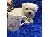 PoulaTo: Δύο κουτάβια Top Class Maltese Available