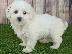 PoulaTo: Maltipoo