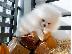 PoulaTo: Προσφορά χαριτωμένων κουταβιών Pomeranian (konstantinofontalia@gmail.com)...
