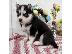 PoulaTo: Siberian Husky puppies???????
