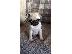 PoulaTo: Male and female pug puppies ready for adoption
