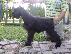 PoulaTo: Πωλούνται κουτάβια Schnauzer Γίγας