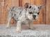PoulaTo: French bulldog merle