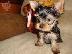PoulaTo: Πολύτιμο Yorkshire Terrier Κουτάβια