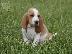 PoulaTo: Basset hound