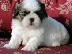 PoulaTo: Πωλούνται κουτάβια Shih tzu