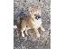PoulaTo: Shiba inu κουτάβια