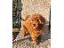 PoulaTo: Minature poodle