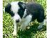 PoulaTo: Χαριτωμένο κουτάβι Border Collie