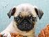 PoulaTo: κουτάβια mopse pug για καλά σπίτια