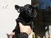 PoulaTo: French bulldog black