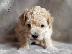 PoulaTo: Poodle mini cream - Κανίς μίνι μέγεθος κρεμ χρώμα