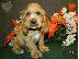 PoulaTo: Cocker Spaniel For Rehoming