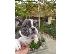 PoulaTo: French bulldog Blue