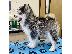 PoulaTo: Pomsky puppy is now ready for adoption