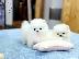 PoulaTo: όμορφα Pomeranian Puppies προς πώληση