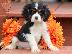PoulaTo: ΦΑΝΤΑΣΤΙΚΑ ΚΟΥΤΑΒΙΑ Cavalier King Charles ΤΩΡΑ ΕΔΩ...........