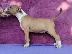 PoulaTo: Standard Bull Terrier κουτάβια