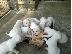 PoulaTo: DOGO ARGENTINO