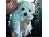 PoulaTo: Maltipoo