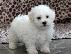 PoulaTo: Εξαιρετικά κουτάβια Bichon Frize
