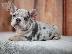 PoulaTo: French bulldog merle