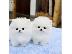 PoulaTo: Αξιολάτρευτο Pomeranian Puppies