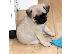 PoulaTo: Pug κουτάβια