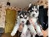 PoulaTo: Όμορφα κουτάβια σιβηρίας Husky