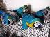 PoulaTo: babies scarlet macaw parrot for 160 euro