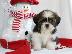PoulaTo: Ποιότητα Κουτάβια Shih Tzu {300euros}