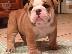 PoulaTo: AdorableEnglish Bulldog puppiesPuppies for for adoption