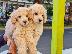 PoulaTo: Poodle apricot mini - Κανίς βερυκοκί μίνι