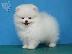 PoulaTo: όμορφα Pomeranian Puppies προς πώληση