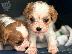PoulaTo: Ο αξιολάτρευτος Cavalier King Charles προς πώληση