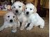 PoulaTo: Kc εγγεγραμμένα κουτάβια Golden Retriever