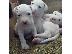 PoulaTo: Dogo Argentino - Ντόγκο Αρτζεντίνο