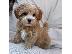 PoulaTo: Πανέμορφα mini maltipoo κουτάβια με γενεαλογικό.